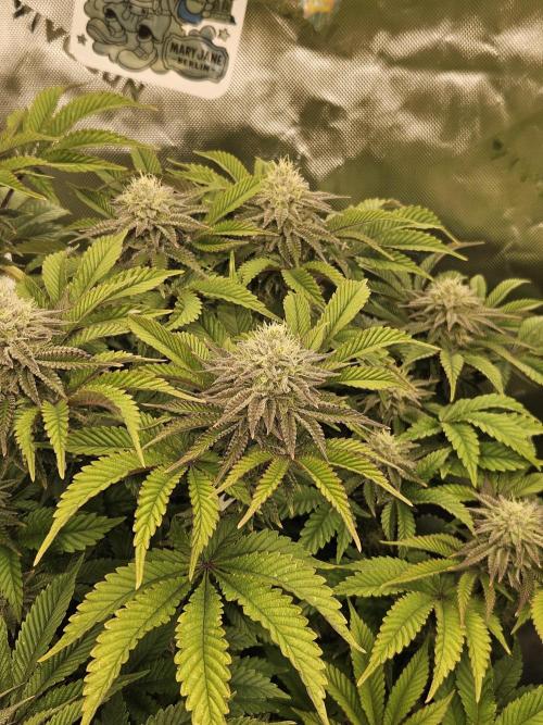 Velvet Kir Royal - HnnyHmp - Winter Grow. Week 12