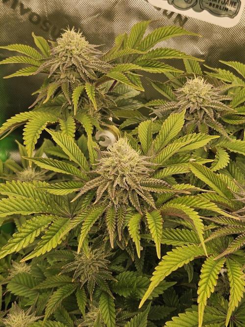 Velvet Kir Royal - HnnyHmp - Winter Grow. Week 12 - pheno 2