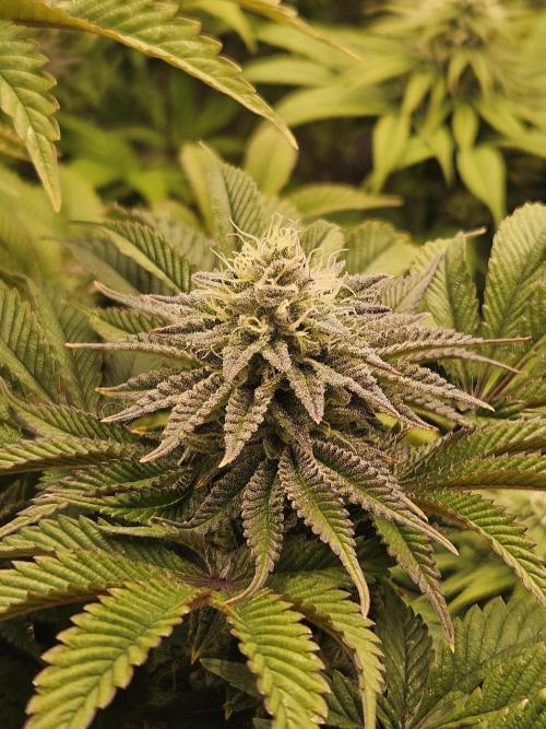 Velvet Kir Royal - HnnyHmp - Winter Grow. Week 12