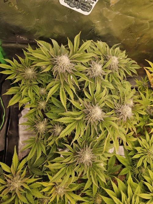 Velvet Kir Royal - HnnyHmp - Winter Grow. Week 12