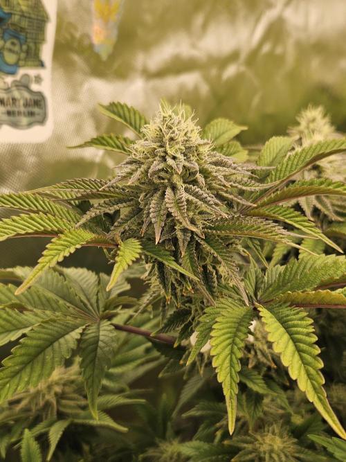 Velvet Kir Royal - HnnyHmp - Winter Grow. Week 12 - pheno 2 