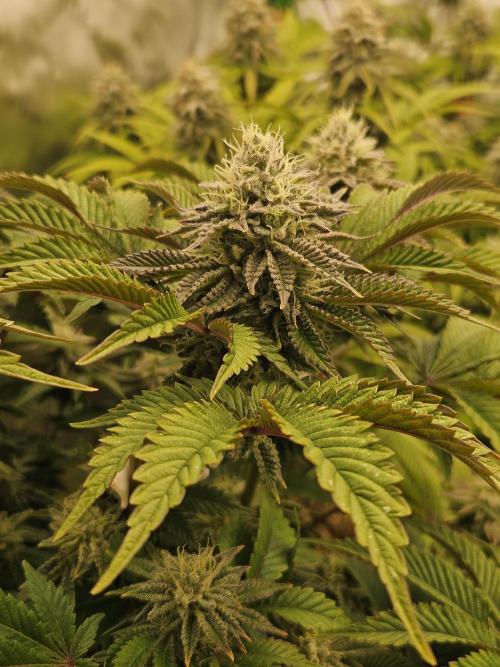 Velvet Kir Royal - HnnyHmp - Winter Grow. Week 12 - pheno 2