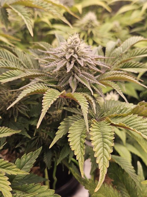Velvet Kir Royal - HnnyHmp - Winter Grow. Week 12