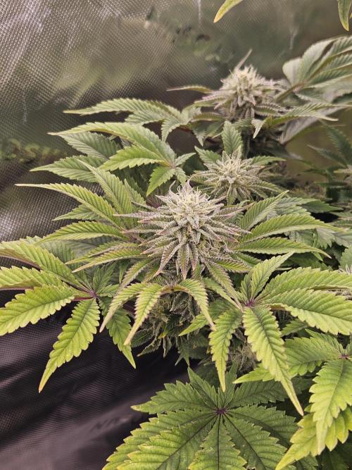 Velvet Kir Royal - HnnyHmp - Winter Grow. Week 12