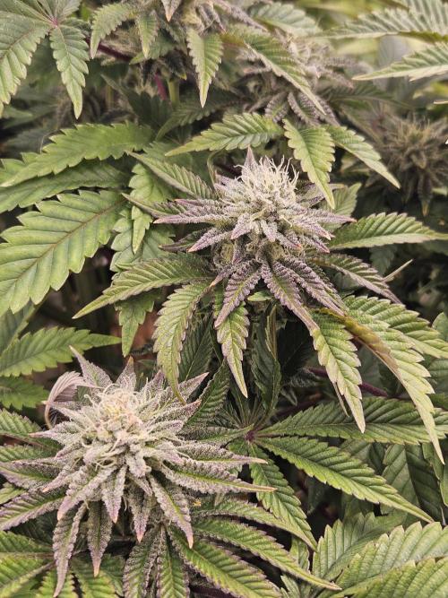 Velvet Kir Royal - HnnyHmp - Winter Grow. Week 12