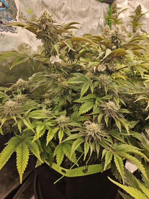 Velvet Kir Royal - HnnyHmp - Winter Grow. Week 12