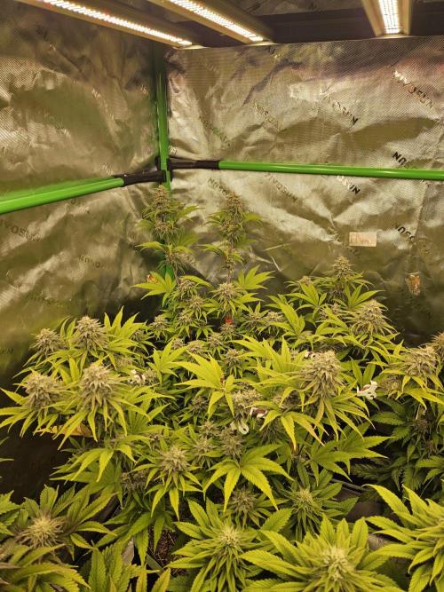 Hellfire OG - Kannabia - Winter Grow. Week 12