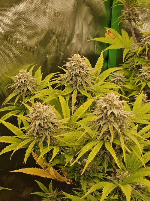 Hellfire OG - Kannabia - Winter Grow. Week 12