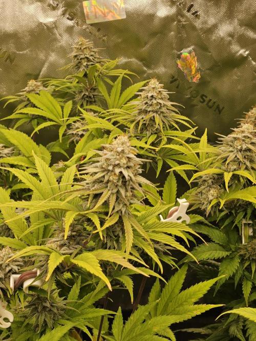 Hellfire OG - Kannabia - Winter Grow. Week 12
