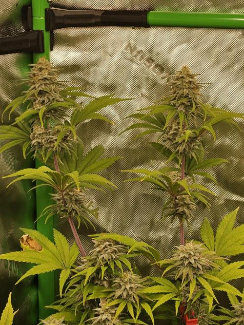 Hellfire OG - Kannabia - Winter Grow. Week 12