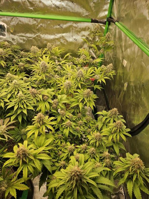 Hellfire OG - Kannabia - Winter Grow. Week 12