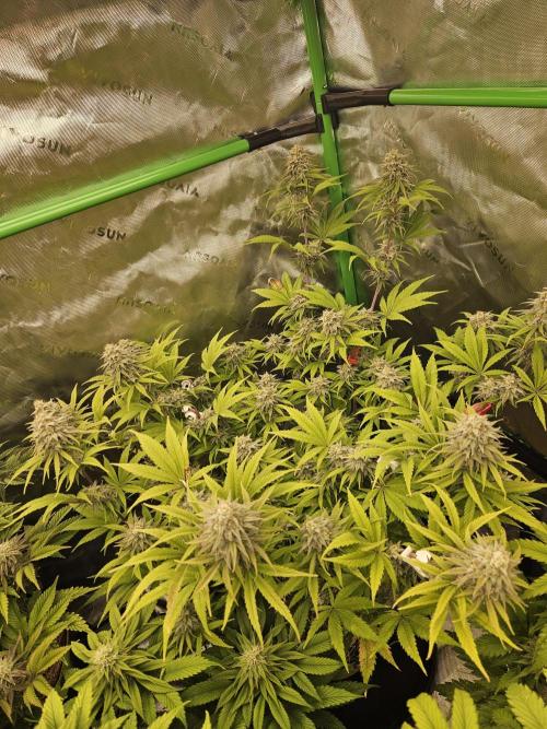 Hellfire OG - Kannabia - Winter Grow. Week 12