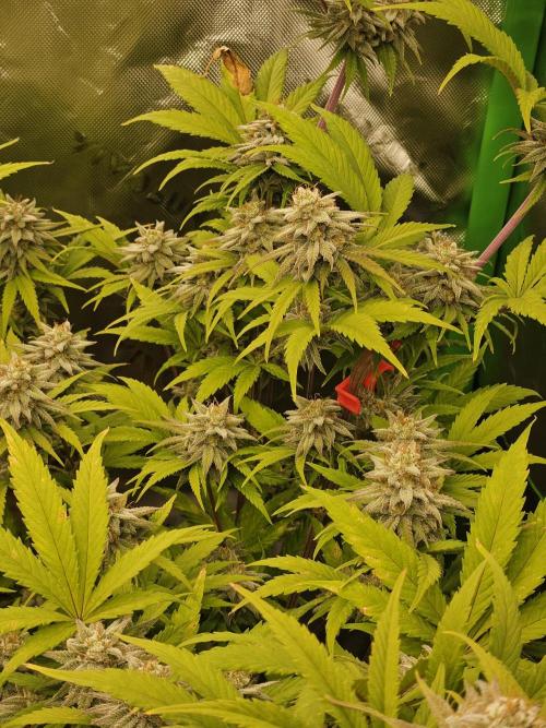 Hellfire OG - Kannabia - Winter Grow. Week 12
