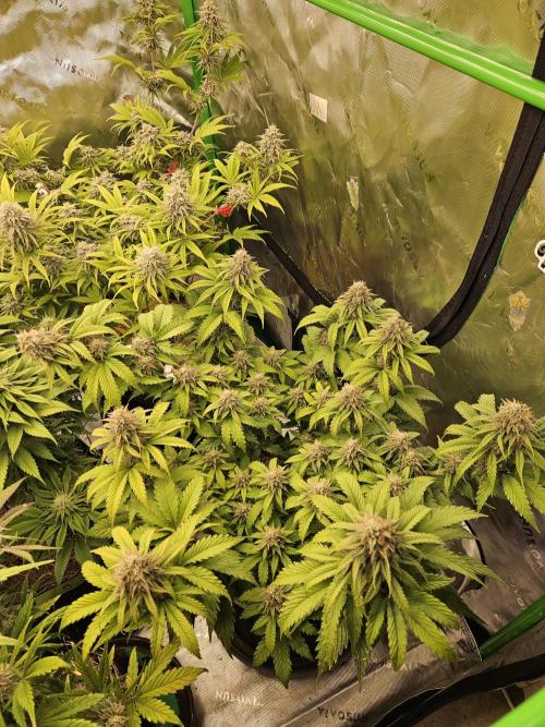 Hellfire OG - Kannabia - Winter Grow. Week 12