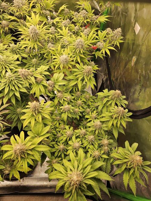 Hellfire OG - Kannabia - Winter Grow. Week 12