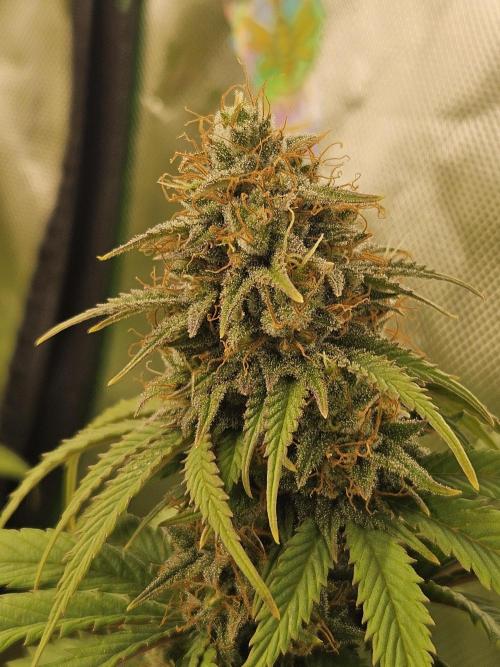 Hellfire OG - Kannabia - Winter Grow. Week 12