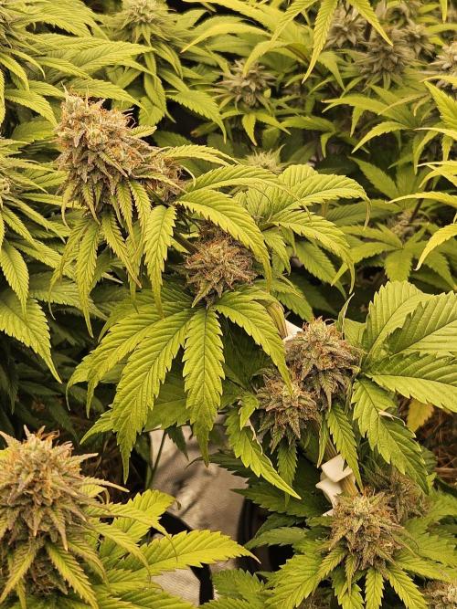 Hellfire OG - Kannabia - Winter Grow. Week 12