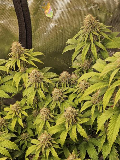 Hellfire OG - Kannabia - Winter Grow. Week 12