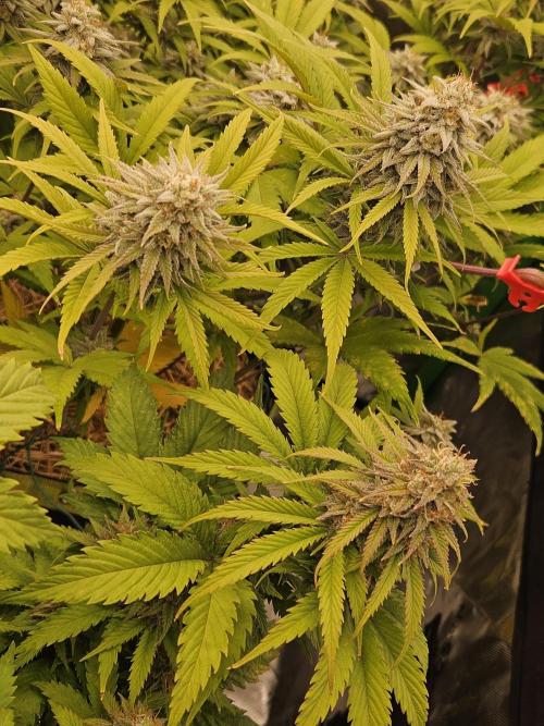 Hellfire OG - Kannabia - Winter Grow. Week 12
