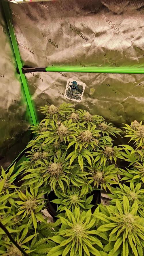Hellfire OG - Kannabia - Winter Grow