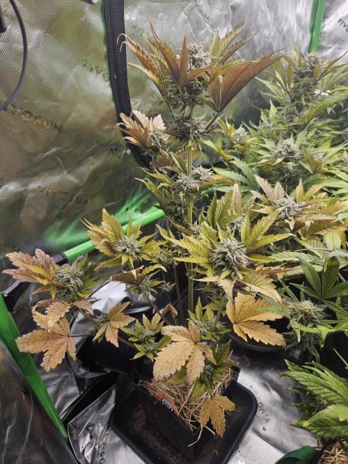White Cheese Auto Winter grow. Week 10