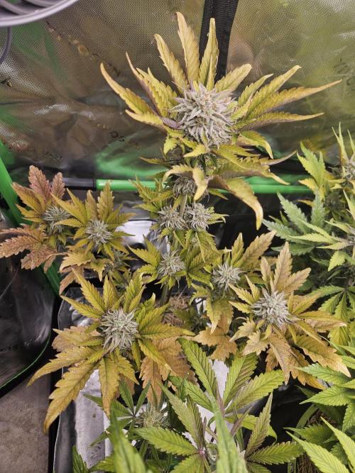 White Cheese Auto Winter grow. Week 10