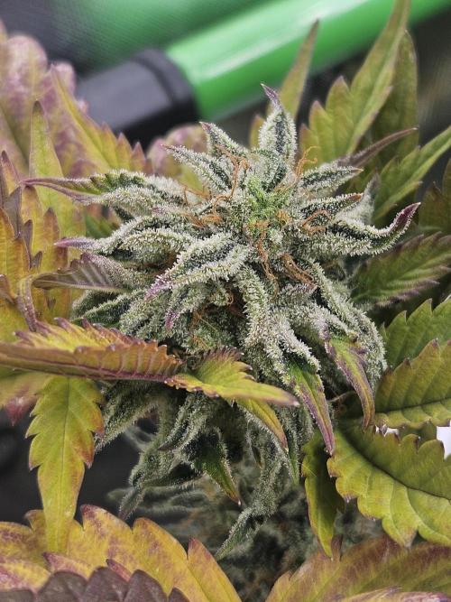 White Cheese Auto Winter grow. Week 10