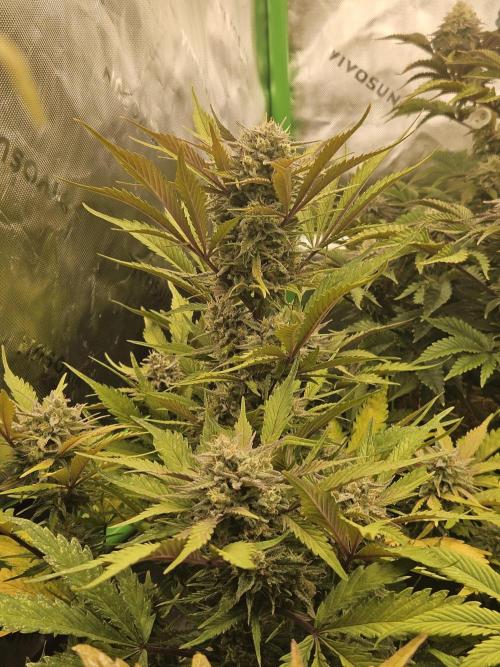 Gorilla Cookies Auto - Winter grow. Week 10