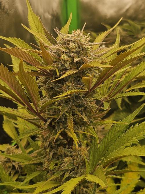 Gorilla Cookies Auto - Winter grow. Week 10
