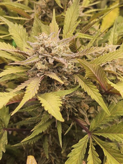 Gorilla Cookies Auto - Winter grow. Week 10