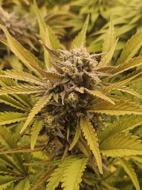 Gorilla Cookies Auto - Winter grow. Week 10