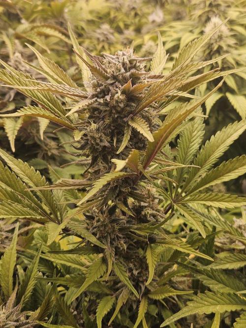 Gorilla Cookies Auto - Winter grow. Week 10