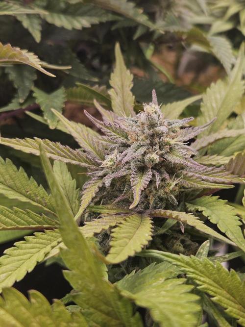 Gorilla Cookies Auto - Winter grow. Week 10