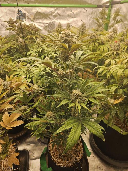 California Sour Diesel Auto Winter grow. Week 10
