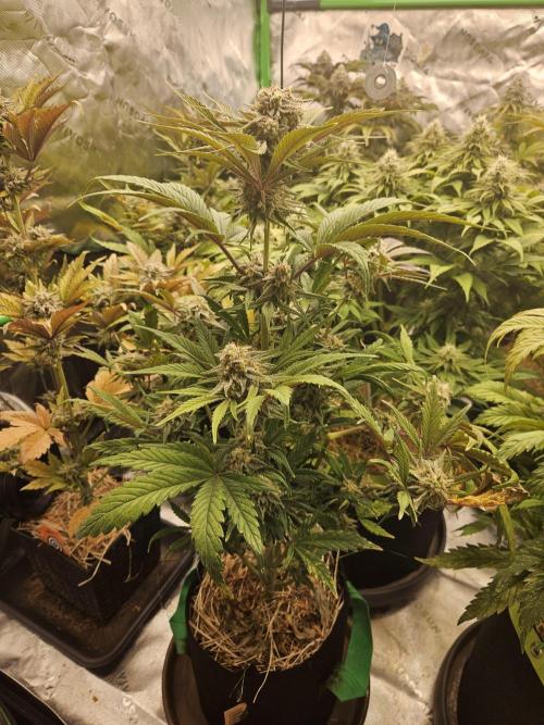 California Sour Diesel Auto Winter grow. Week 10