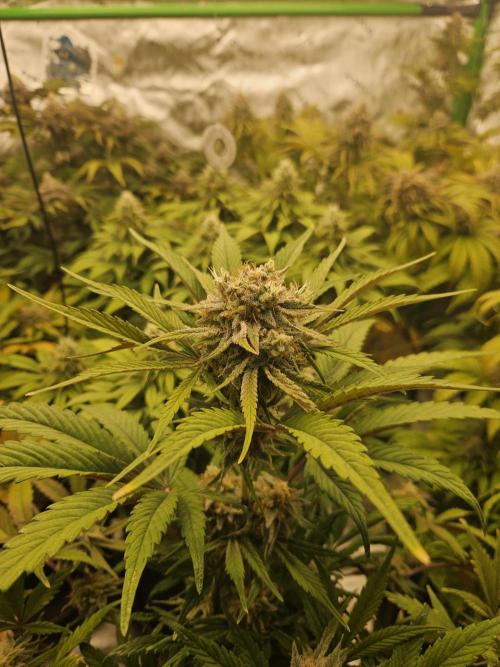 California Sour Diesel Auto Winter grow. Week 10