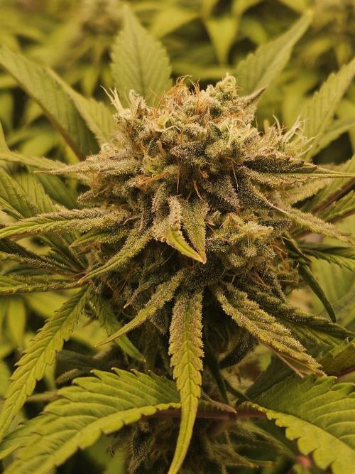 California Sour Diesel Auto Winter grow. Week 10