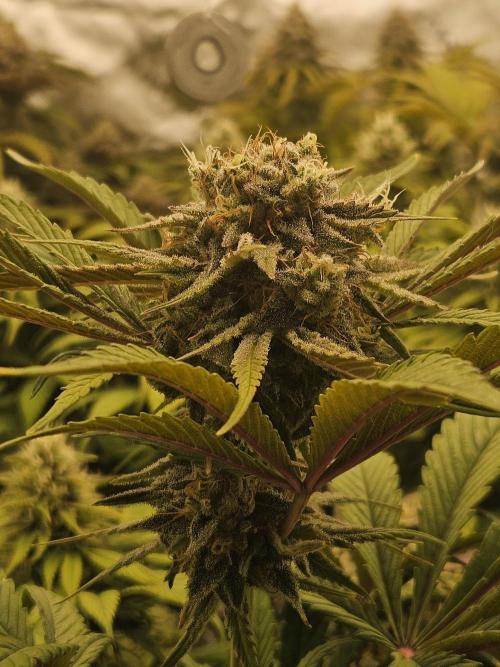 California Sour Diesel Auto Winter grow. Week 10