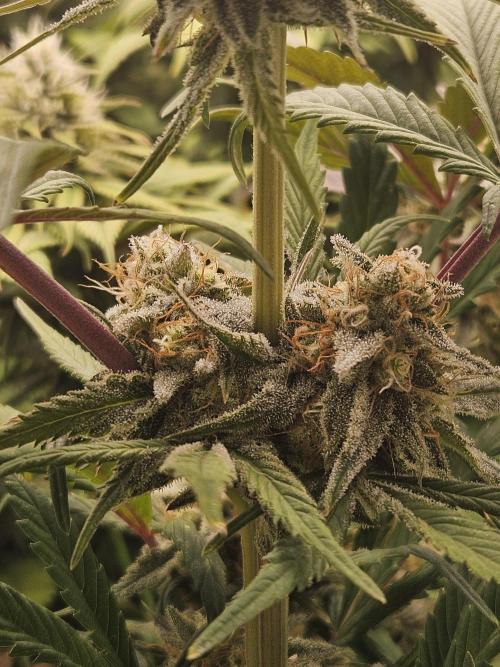 California Sour Diesel Auto Winter grow. Week 10