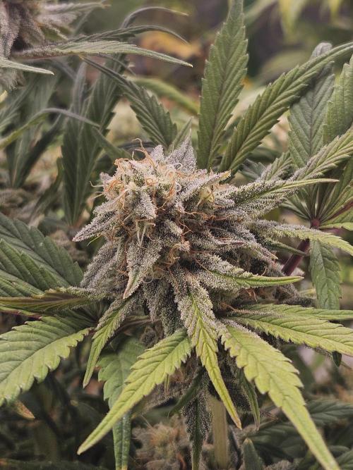 California Sour Diesel Auto Winter grow. Week 10