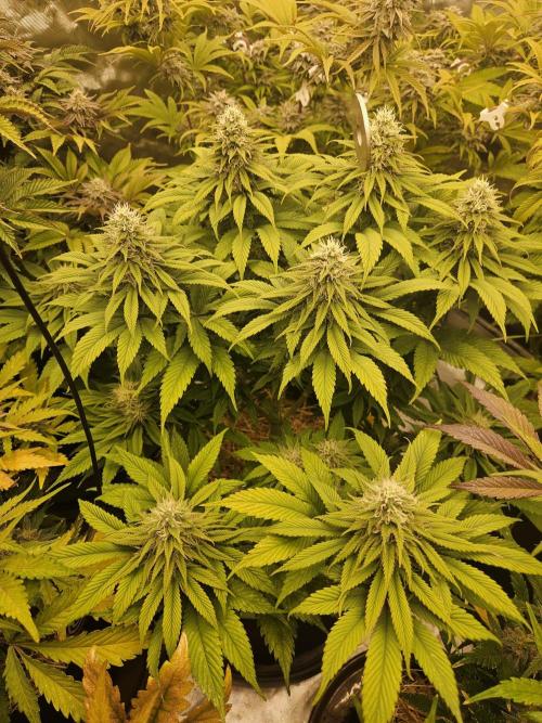 Cherry Dream - Kannabia - Winter Grow. Week 13