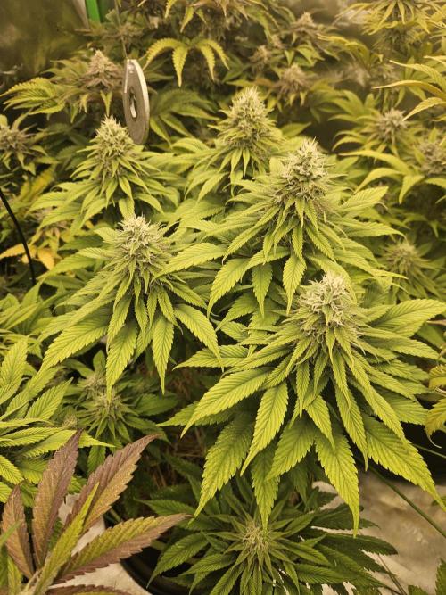 Cherry Dream - Kannabia - Winter Grow. Week 13