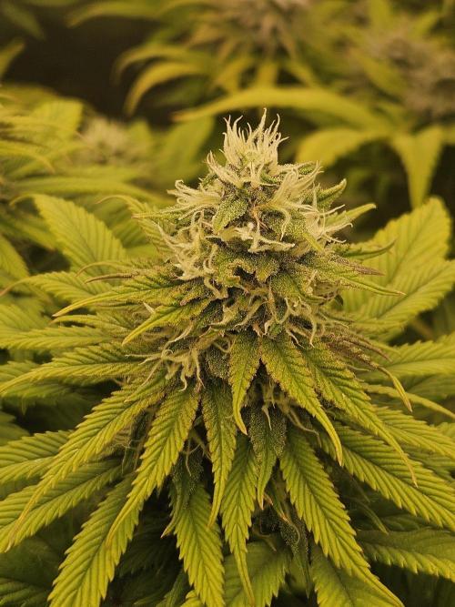 Cherry Dream - Kannabia - Winter Grow. Week 13