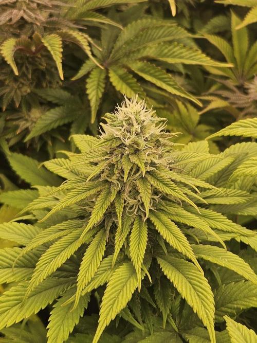 Cherry Dream - Kannabia - Winter Grow. Week 13