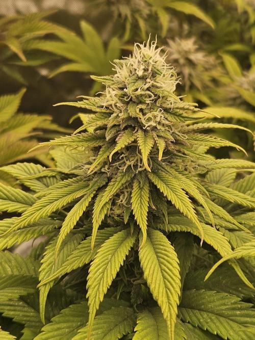 Cherry Dream - Kannabia - Winter Grow. Week 13