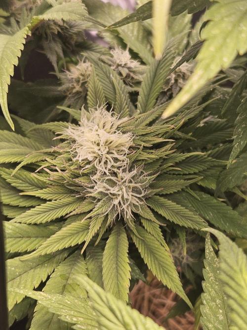 Cherry Dream - Kannabia - Winter Grow. Week 13