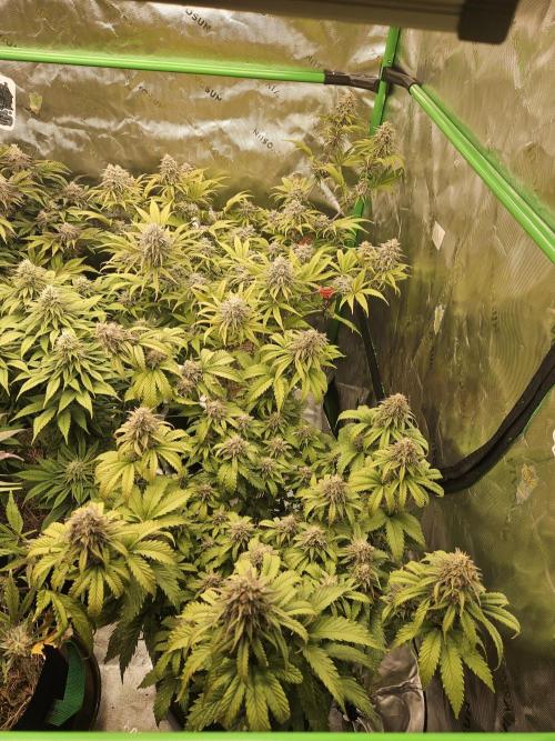 Hellfire OG - Kannabia - Winter Grow. Week 13