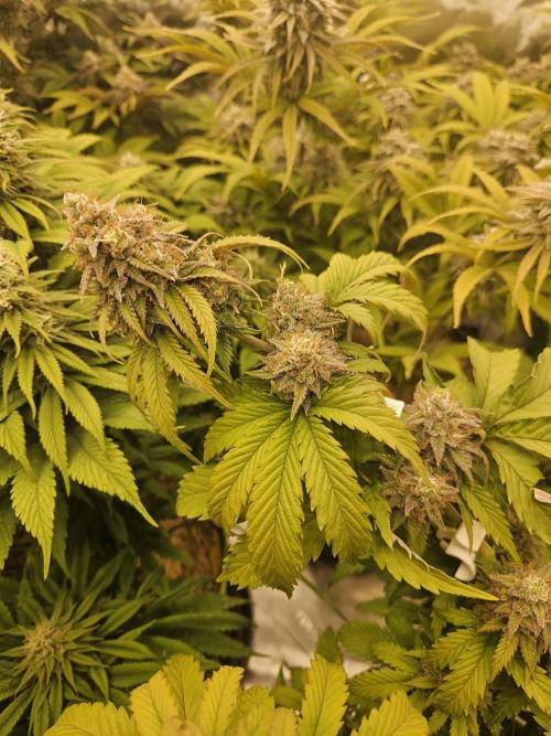 Hellfire OG - Kannabia - Winter Grow. Week 13