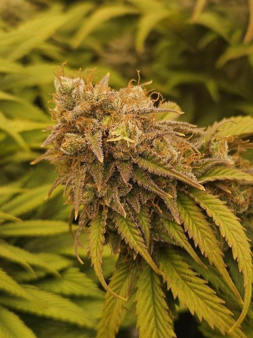 Hellfire OG - Kannabia - Winter Grow. Week 13