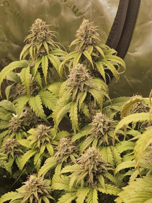 Hellfire OG - Kannabia - Winter Grow. Week 13